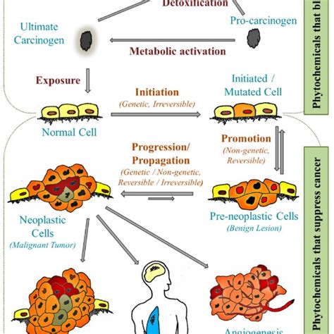 Protective health benefits of lignans. Lignans are polyphenolic ...