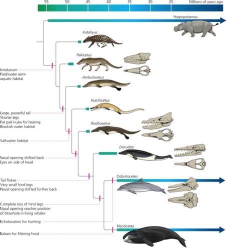 Biol Evolutionary Responses To Climate Change Lagomarsino