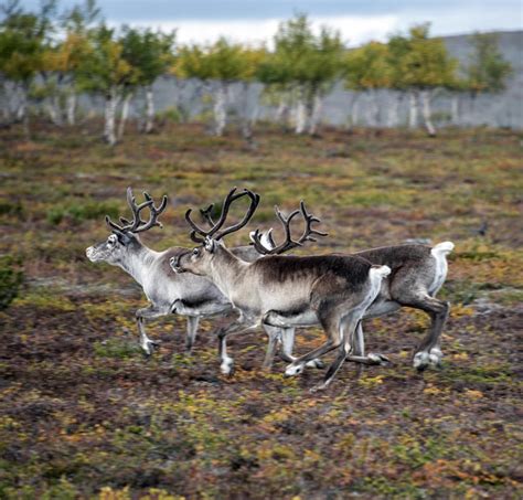 Reindeer | Wild Animal Safari | Animal Planet