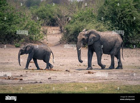 Female African elephant follows calf along riverbank Stock Photo - Alamy