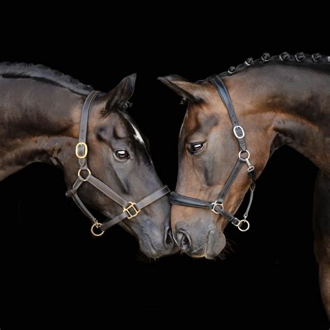 Equine Photography - Jan Webb Photography