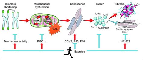 Telomeres And Aging