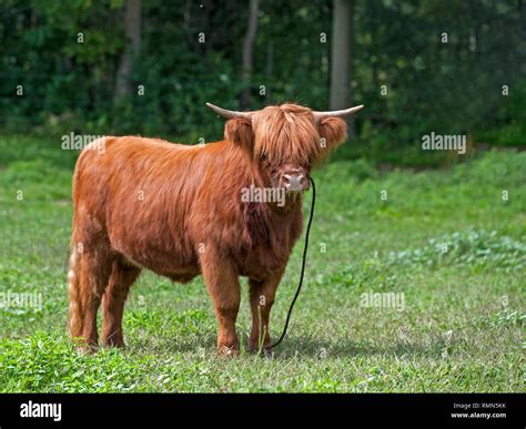 Scottish Highland Cow Hi Res Stock Photography And Images Alamy