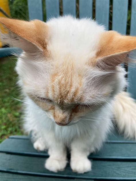 White Flame Point Himalayan Cat Named Milky Chills Out On A Beach Chair