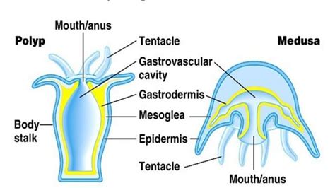 Coelenterata Diagram