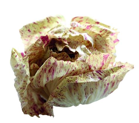 Radicchio, der Wintersalat - GenussNetzwerk