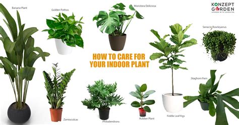 Types Of Indoor Plants