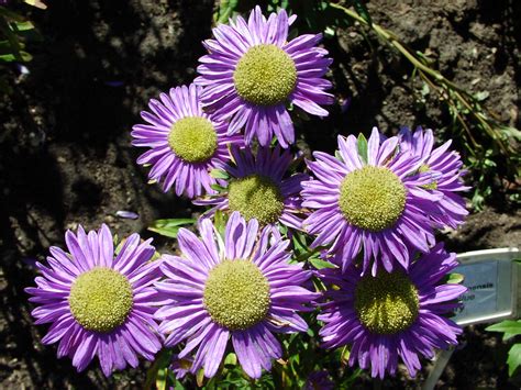 Астра китайская (68 фото) » НА ДАЧЕ ФОТО