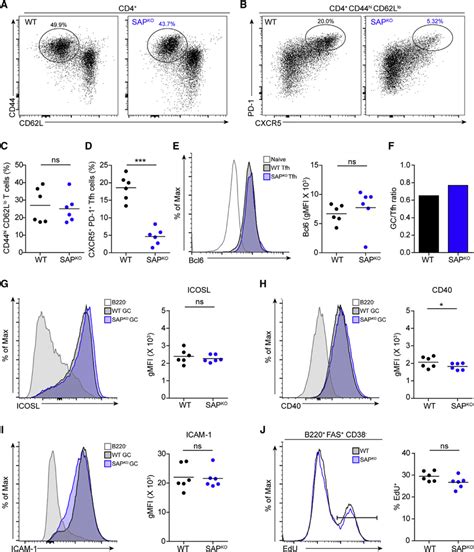 The Proportion Of Tfh Cells In Pp Gcs Is Maintained In Sap Deficient