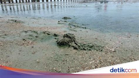 Lagi Lagi Pantai Wates Rembang Berlumpur Bau Dan Bikin Gatal