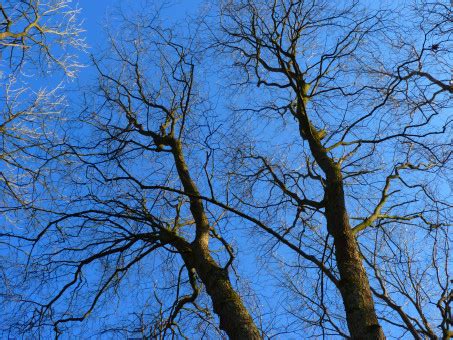 Bildet Tre Natur Gren Vinter Anlegg Himmel Sollys Blad Blomst