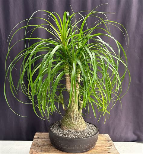 Ponytail Palm Multi Trunk Bonsai Tree Beaucamea Recurvata