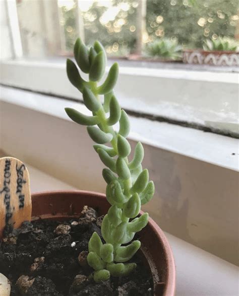 How To Trim Prune Succulents Successfully Succulent City