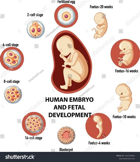 Human Embryonic And Fertilisation Development In Royalty Free Stock