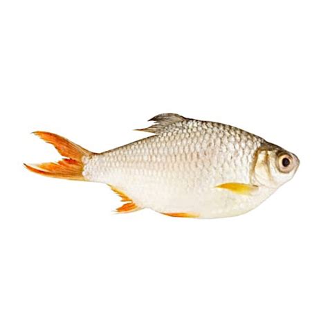 good price frozen red puti  export vietnam asia exporters