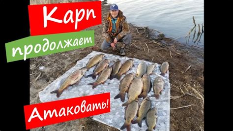 Ловля карпа, карп продолжает атаковать. Монстры на 11 и 13.5 кг. Гнут ...