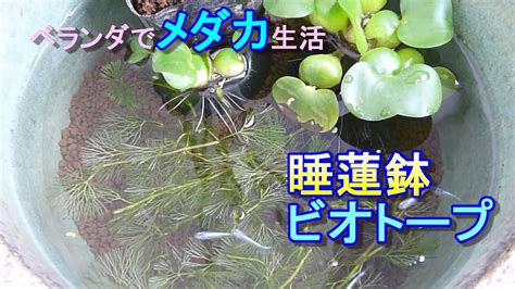 【メダカ睡蓮鉢】ベランダで念願のメダカを飼いたい！ビオトープの立ち上げをしてみた Youtube