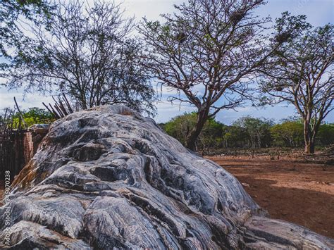 Imagem De Uma Regi O Rural No Sert O Do Cariri Conta A Caatinga