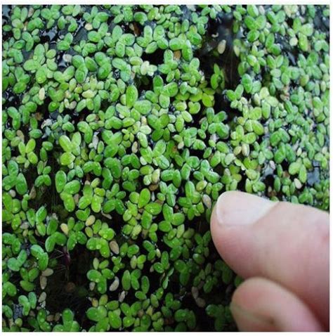 Duckweed or Lemna minor Floating Plant - Arizona Aquatic Gardens