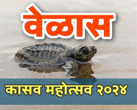 २०२४ मधील वेळास कासव महोत्सव यादिवशी पासुन होणार सुरु Velas Turtle