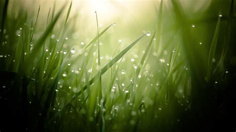 Grass 4k Green Drops Dew Sun Rays Hd Wallpaper