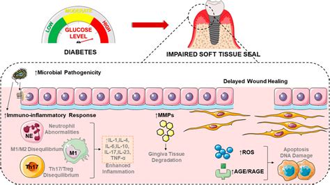 Frontiers The Burden Of Diabetes On The Soft Tissue Seal Surrounding The Dental Implants