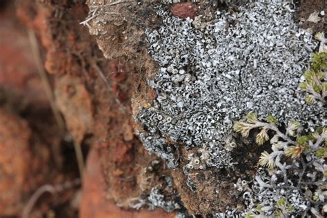 Woven Spored Lichen Lichens Of Mission Trails Regional Park