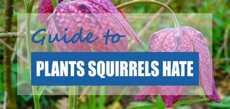 10 Best Plants That Repel Squirrels 2023 [plants Squirrels Hate] Pond Informer