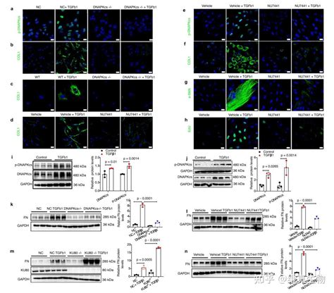 Nat Commun（if17694）｜南京医科大学附属儿童医院团队发现dna Pkcs有望成为慢性肾脏病治疗新靶点！ 知乎