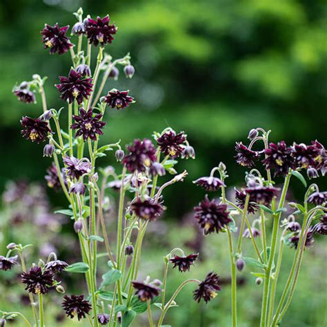 Aquilegia Vulgaris Black Barlow Fekete Harangláb Florapont