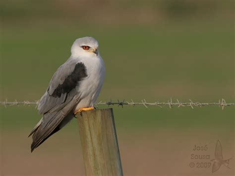 Peneireiro Cinzento Elanus Caeruleus Black Winged Kite Flickr