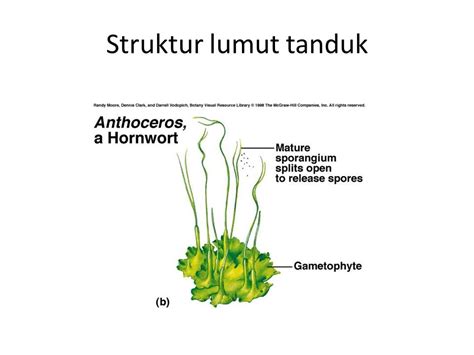 18 Gambar Lumut Daun Beserta Keterangannya