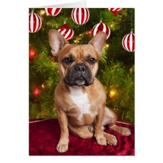 Bulldog Christmas Cards | Zazzle