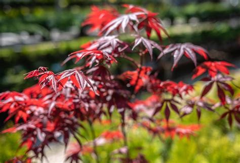 Arce Japon S Rojo Foto Premium