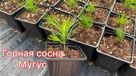 Горная сосна Мугус. Размножение, описание. Как быстро растет? - YouTube