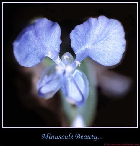 Minuscule Beauty By Donsam On Deviantart