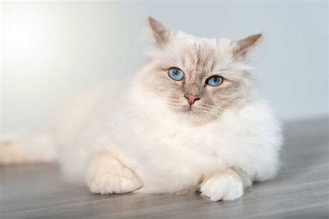 Sacré de Birmanie Origine caractère santé et conseils Race de Chat