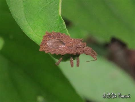 bark bug project noah