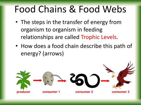 Ppt Food Chains And Webs Powerpoint Presentation Free Download Id 2267137