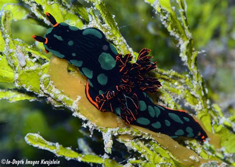 Nembrotha Kubaryana Nudibranch Marshall Islands