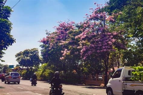 Uniknya Iconic Bunga Tabebuya Di Surabaya Suara Surabaya