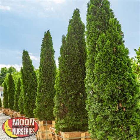 Green Giant Arborvitae Hedge Material Moon Valley Nurseries