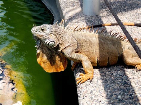 Recent Study Finds Iguanas Can Cause Rare Bacterial Infection