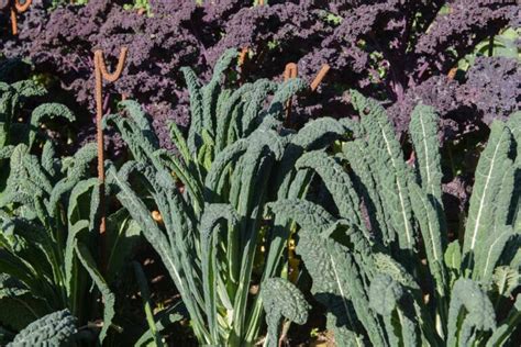 Kale Growing Guides Tips And Information Gardener S Path