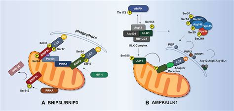 Frontiers Mitophagy In Atherosclerosis From Mechanism To Therapy