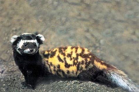 Alaca sansar (Vormela peregusna) | Mammals, Exotic pets, Animals