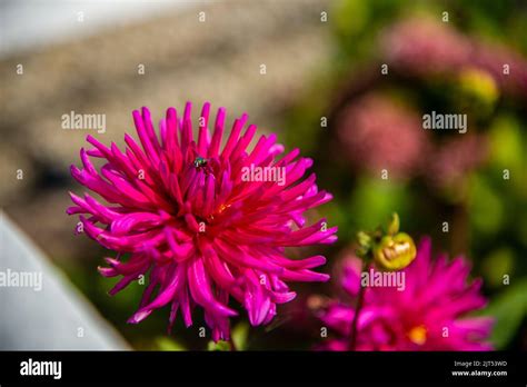 Colorful Flowers Background Various Types Of Colorful Flowers