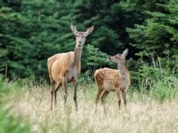 Nouveau Rapport De L Ipbes Les Esp Ces Exotiques Envahissantes Les