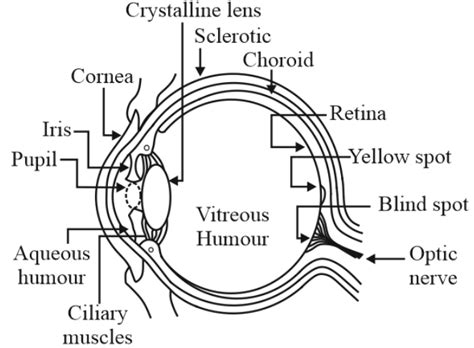 Update 140 Structure Of Eye Drawing Seven Edu Vn