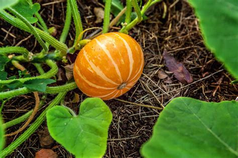 Planting Pumpkins Kellogg Garden Organics